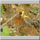 Sympetrum flaveolum - Gefleckte Heidelibelle m03.jpg
